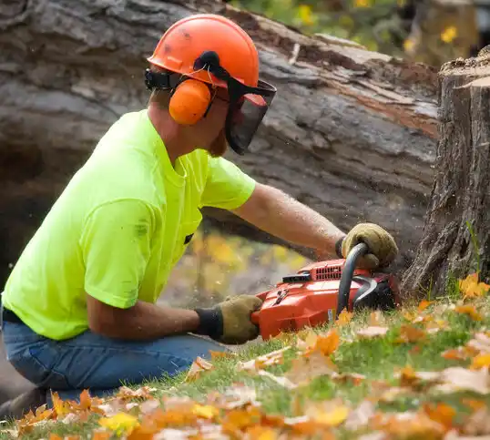 tree services Little Falls